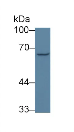 Western blot - Anti-GTF2H1 antibody (AB232982)