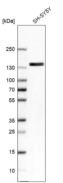 Western blot - Anti-GTF2I Antibody (AB327206)