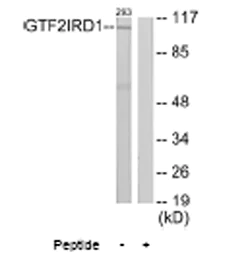 Western blot - Anti-GTF2IRD1 antibody (AB64805)