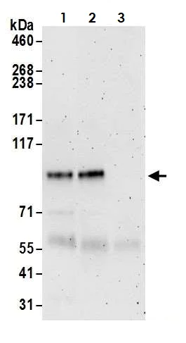 Immunoprecipitation - Anti-gtf3c3 antibody (AB74230)