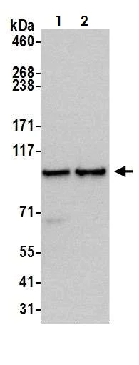 Western blot - Anti-gtf3c3 antibody (AB74230)