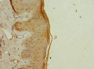 Immunohistochemistry (Formalin/PFA-fixed paraffin-embedded sections) - Anti-GTL3 antibody (AB225952)