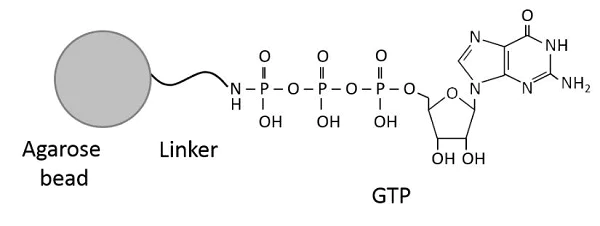 Schematic Diagram - GTP-Agarose (AB270533)