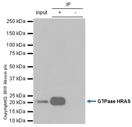 Immunoprecipitation - Anti-GTPase HRAS antibody [Y132] (AB32417), expandable thumbnail