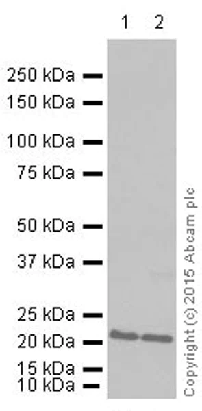 Western blot - Anti-GTPase HRAS antibody [Y132] (AB32417)