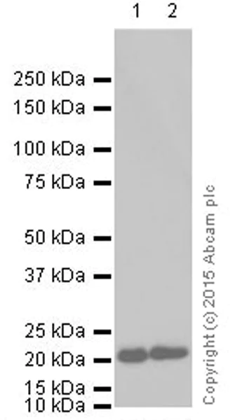 Western blot - Anti-GTPase HRAS antibody [Y132] (AB32417)