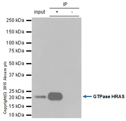 Immunoprecipitation - Anti-GTPase HRAS antibody [Y132] - BSA and Azide free (AB239815)