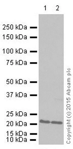 Western blot - Anti-GTPase HRAS antibody [Y132] - BSA and Azide free (AB239815)