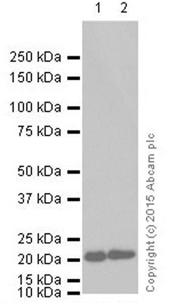 Western blot - Anti-GTPase HRAS antibody [Y132] - BSA and Azide free (AB239815)