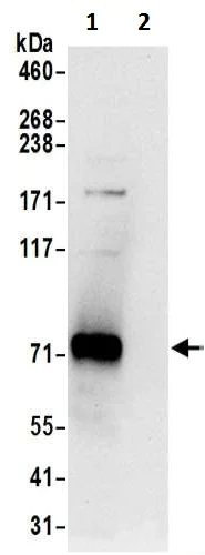 Immunoprecipitation - Anti-GTPBP1 antibody (AB200550)