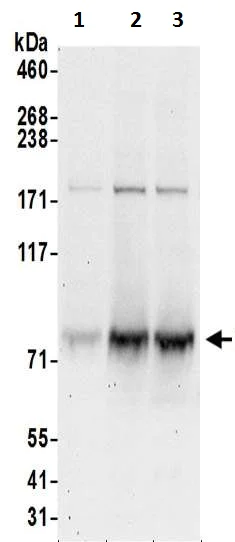 Western blot - Anti-GTPBP1 antibody (AB200550)