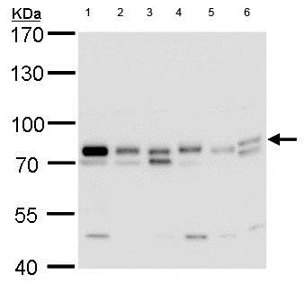 Western blot - Anti-GTPBP4/NOG1 antibody (AB184124)
