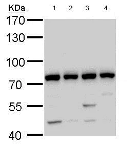 Western blot - Anti-GTPBP4/NOG1 antibody (AB184124)
