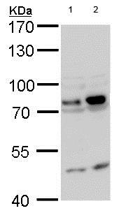 Western blot - Anti-GTPBP4/NOG1 antibody (AB184124), expandable thumbnail