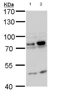 Western blot - Anti-GTPBP4/NOG1 antibody (AB184124)