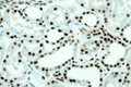 Immunohistochemistry (Formalin/PFA-fixed paraffin-embedded sections) - Anti-GTPBP4/NOG1 antibody [EPR3500] (AB92342), expandable thumbnail