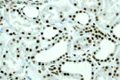 Immunohistochemistry (Formalin/PFA-fixed paraffin-embedded sections) - Anti-GTPBP4/NOG1 antibody [EPR3500] (AB92342)