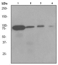 Western blot - Anti-GTPBP4/NOG1 antibody [EPR3500] (AB92342), expandable thumbnail