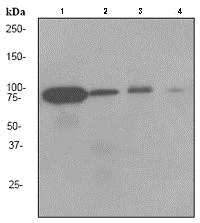 Western blot - Anti-GTPBP4/NOG1 antibody [EPR3500] (AB92342)