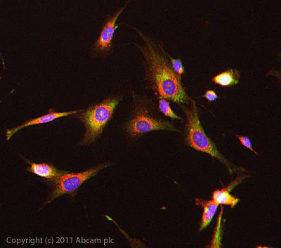 Immunocytochemistry/ Immunofluorescence - Anti-GUCY1B3 antibody (AB24824)