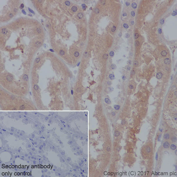 Immunohistochemistry (Formalin/PFA-fixed paraffin-embedded sections) - Anti-GUCY1B3 antibody [EPR8822] (AB154841), expandable thumbnail