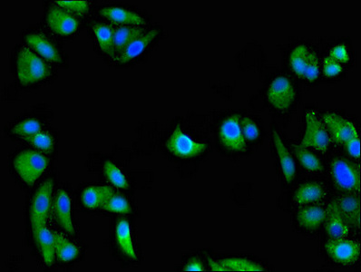 Immunocytochemistry/ Immunofluorescence - Anti-GULP antibody (AB236893)