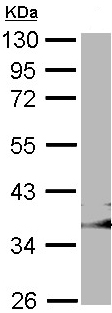 Western blot - Anti-GULP antibody (AB97669), expandable thumbnail