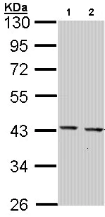 Western blot - Anti-GULP antibody (AB97669)