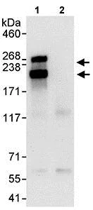 Immunoprecipitation - Anti-GW182 antibody (AB114857)