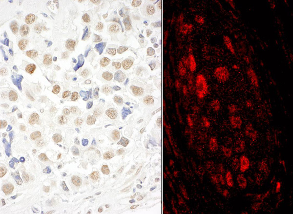 Immunohistochemistry (Formalin/PFA-fixed paraffin-embedded sections) - Anti-GWL antibody (AB86387)