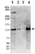 Western blot - Anti-GWL antibody (AB86387)