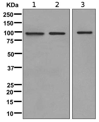 Western blot - Anti-GWL antibody [EPR11719(B)] (AB169767), expandable thumbnail