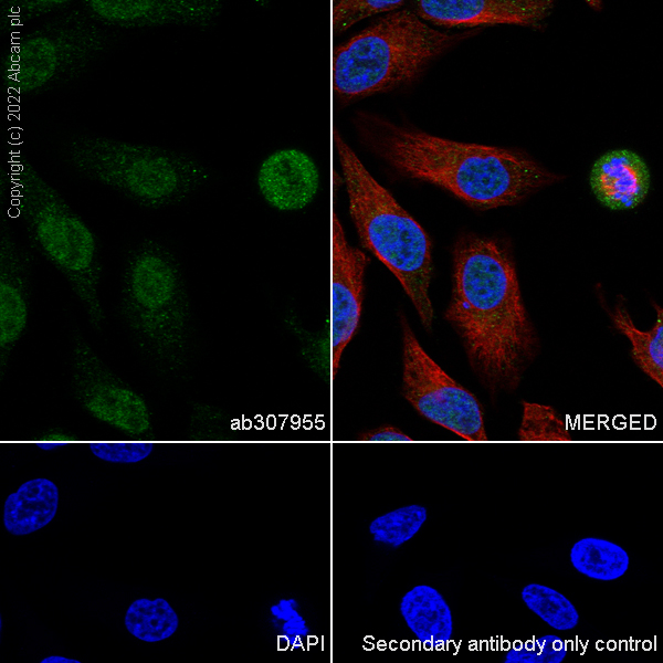 Immunocytochemistry/ Immunofluorescence - Anti-GWL antibody [EPR26356-80] (AB307955), expandable thumbnail