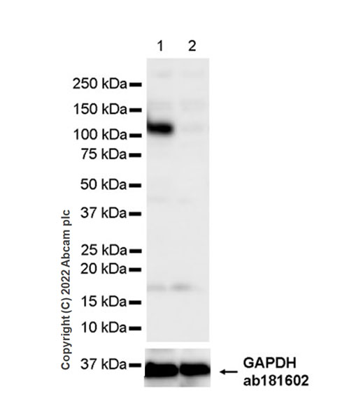Western blot - Anti-GWL antibody [EPR26356-80] (ab307955), expandable thumbnail