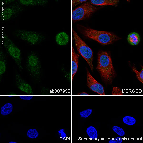 Immunocytochemistry/ Immunofluorescence - Anti-GWL antibody [EPR26356-80] - BSA and Azide free (AB307956)