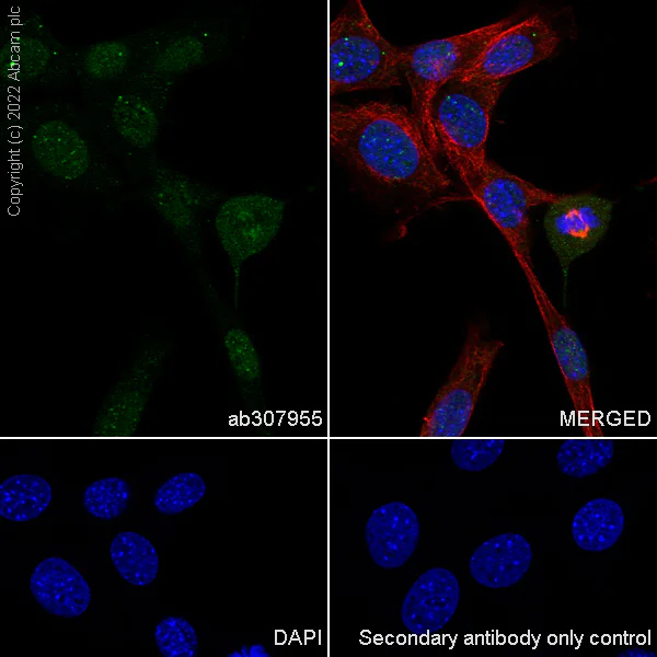 Immunocytochemistry/ Immunofluorescence - Anti-GWL antibody [EPR26356-80] - BSA and Azide free (AB307956)