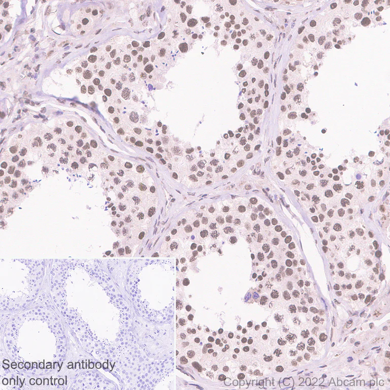 Immunohistochemistry (Formalin/PFA-fixed paraffin-embedded sections) - Anti-GWL antibody [EPR26356-80] - BSA and Azide free (AB307956)