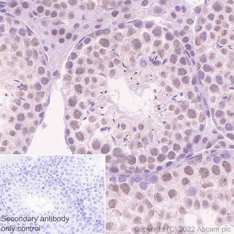 Immunohistochemistry (Formalin/PFA-fixed paraffin-embedded sections) - Anti-GWL antibody [EPR26356-80] - BSA and Azide free (AB307956)