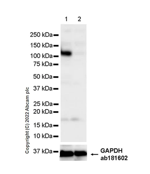 Western blot - Anti-GWL antibody [EPR26356-80] - BSA and Azide free (AB307956)
