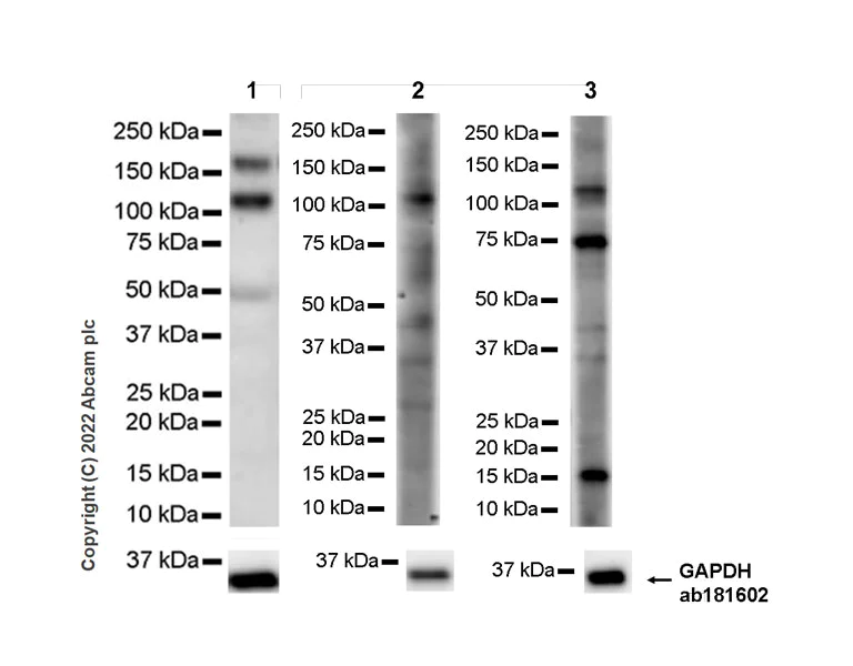 Western blot - Anti-GWL antibody [EPR26356-80] - BSA and Azide free (AB307956)