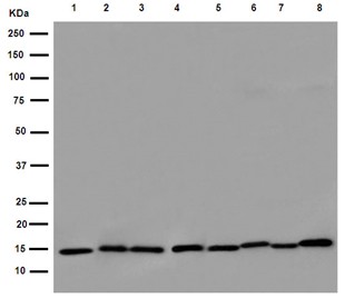 Western blot - Anti-GYPB/GPB antibody [EPR15454(B)] - BSA and Azide free (AB251015), expandable thumbnail