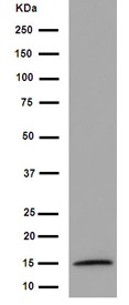 Western blot - Anti-GYPB/GPB antibody [EPR15454(B)] - BSA and Azide free (AB251015), expandable thumbnail
