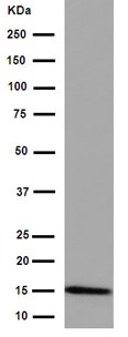 Western blot - Anti-GYPB/GPB antibody [EPR15454(B)] - BSA and Azide free (AB251015), expandable thumbnail