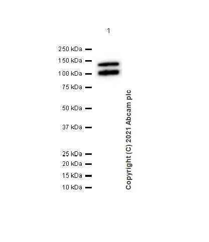 Western blot - Anti-H Cadherin antibody [EPR9621] (AB167407)