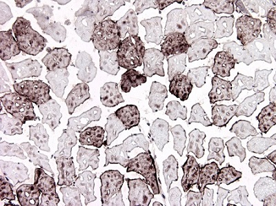Immunohistochemistry (Frozen sections) - Anti-H-FABP antibody [66E2] (AB16915), expandable thumbnail