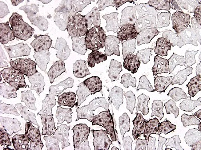 Immunohistochemistry (Frozen sections) - Anti-H-FABP antibody [66E2] (AB16915)