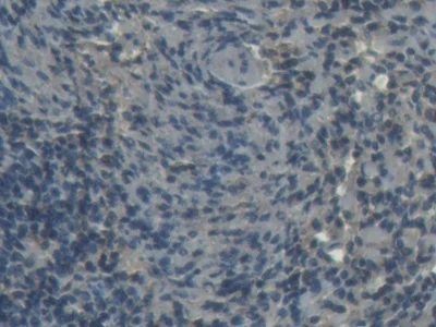 Immunohistochemistry (Formalin/PFA-fixed paraffin-embedded sections) - Anti-H-FABP antibody (AB231568)