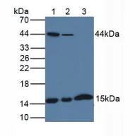 Western blot - Anti-H-FABP antibody (AB231568)