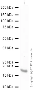 Western blot - Anti-H-FABP antibody (AB45966)