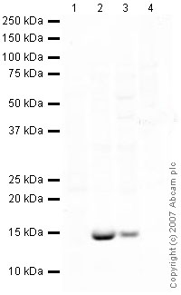 Western blot - Anti-H-FABP antibody (AB45966)